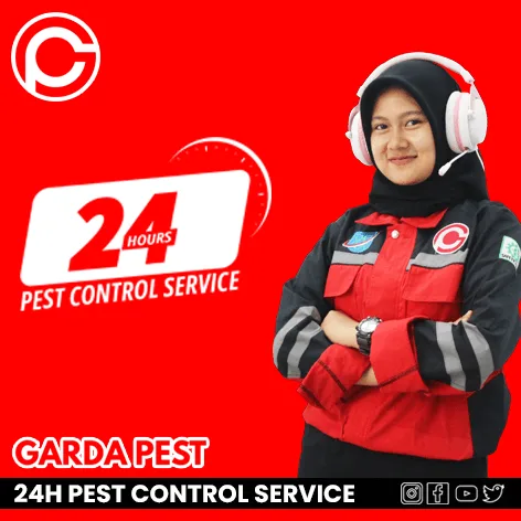 Layanan Pembasmi Kutu Kucing Bandung