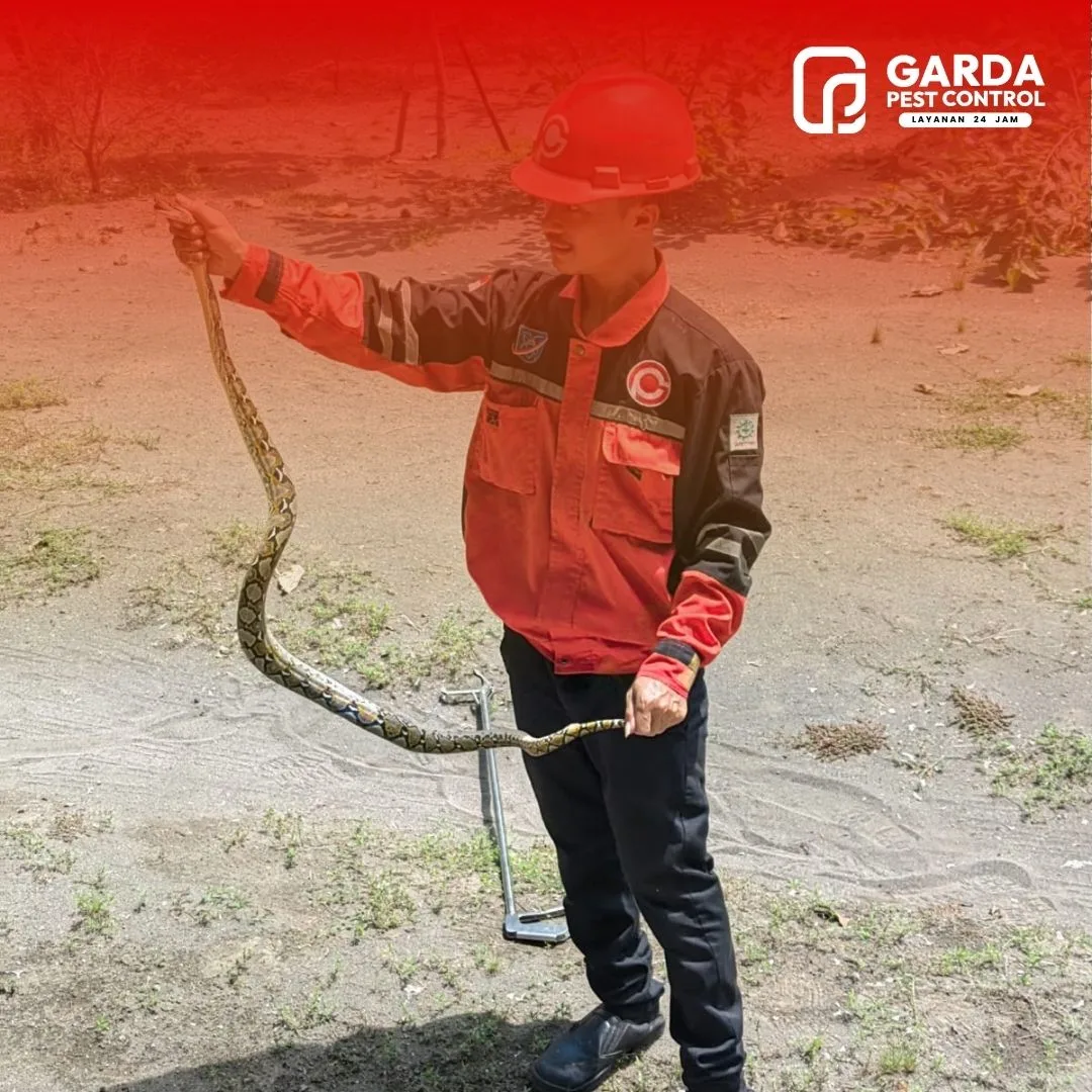 Jasa Pembasmi Ular di Bandung Berpengalaman